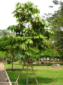 CÂY DẦU RÁI - DẦU NƯỚC