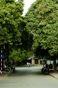 Cây Hoa sữa - Cây công trình