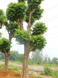 Cây Sấu