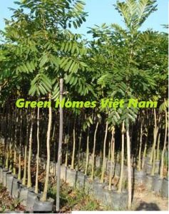Cây Xà cừ - Cây công trình
