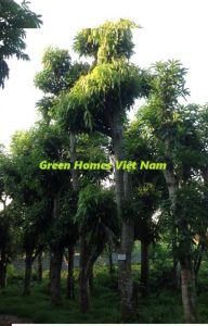 Cây xoài - Cây công trình Green Homes Việt Nam