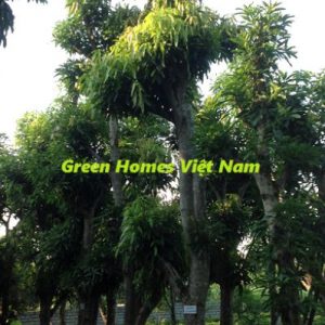Cây xoài - Cây công trình Green Homes Việt Nam