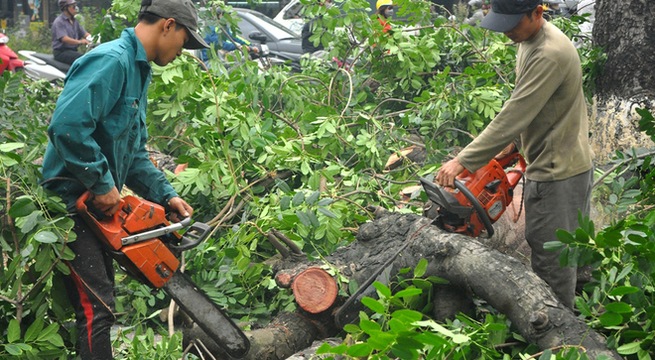 Dịch vụ chặt cây