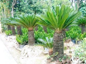 Cây Vạn Tuế