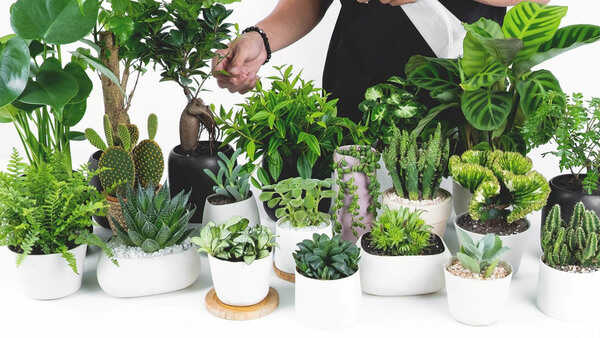 Bàn về cây cảnh