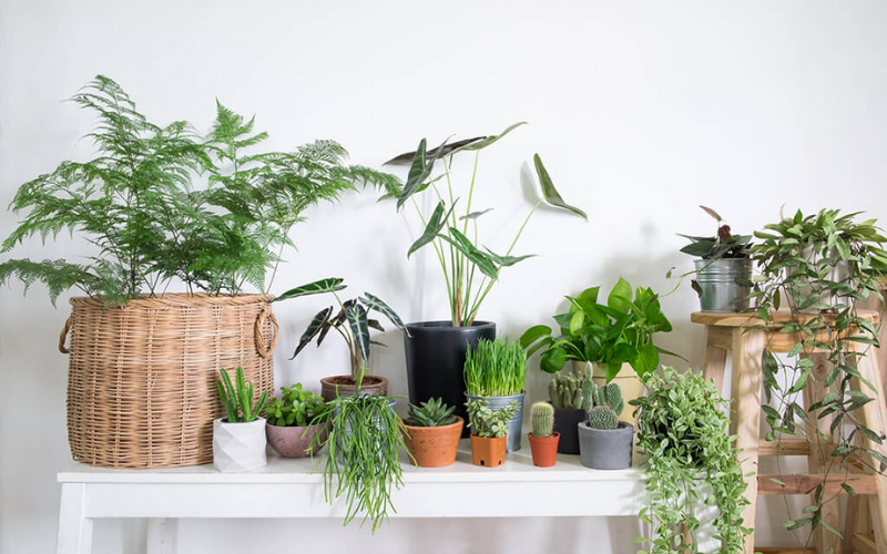 Lựa chọn cây cảnh văn phòng