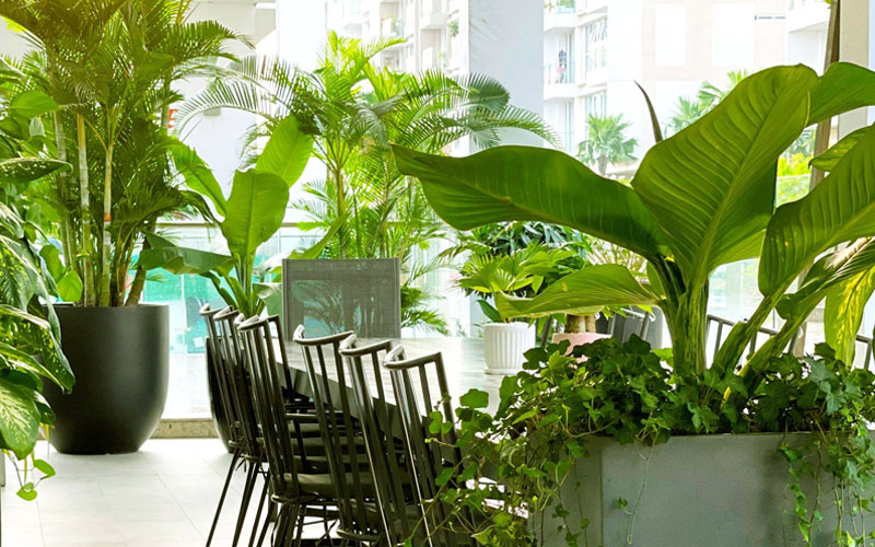 Thư viện ảnh cho thuê cây xanh