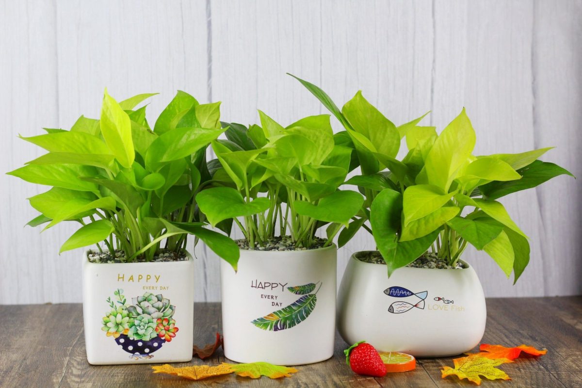 Các thông điệp trên chậu cây xanh