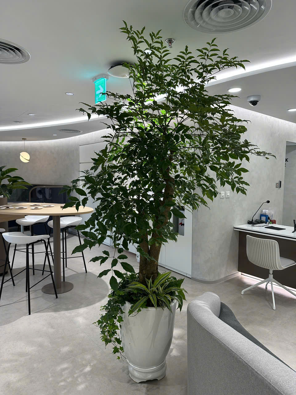 CÂY XANH VĂN PHÒNG PRUDENTIAL