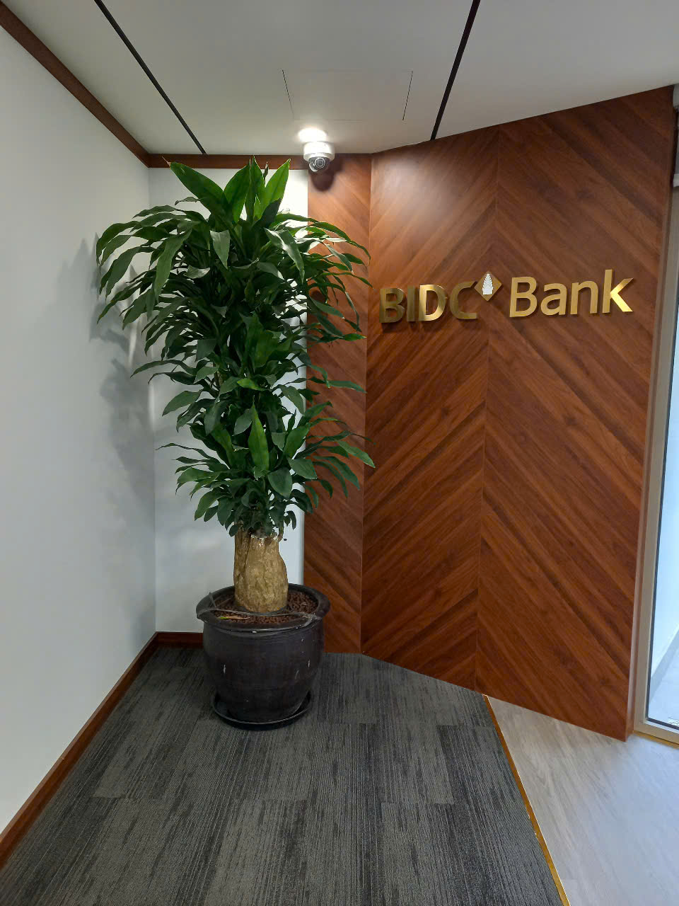 CÂY XANH VĂN PHÒNG NGÂN HÀNG CAMPUCHIA