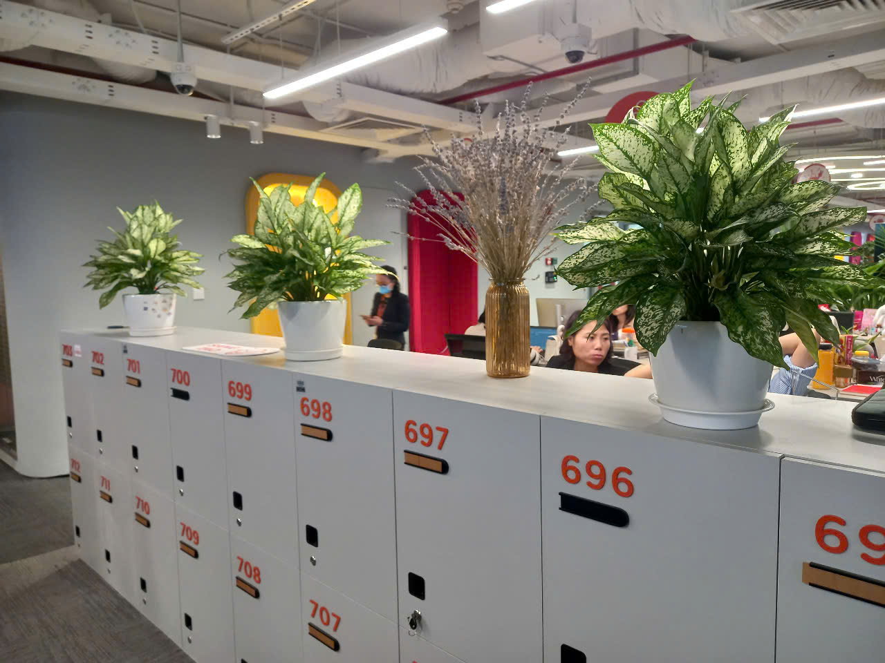 CÂY XANH VĂN PHÒNG NGÂN HÀNG MSB