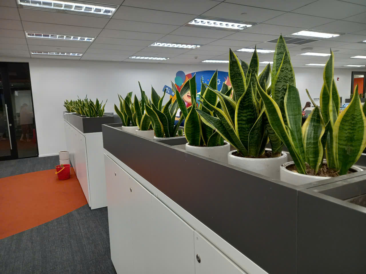 CÂY XANH VĂN PHÒNG HỘI SHOPEE