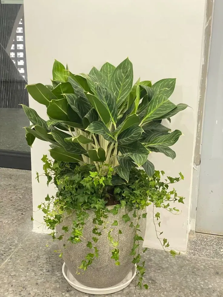 Cây Bạch Mã