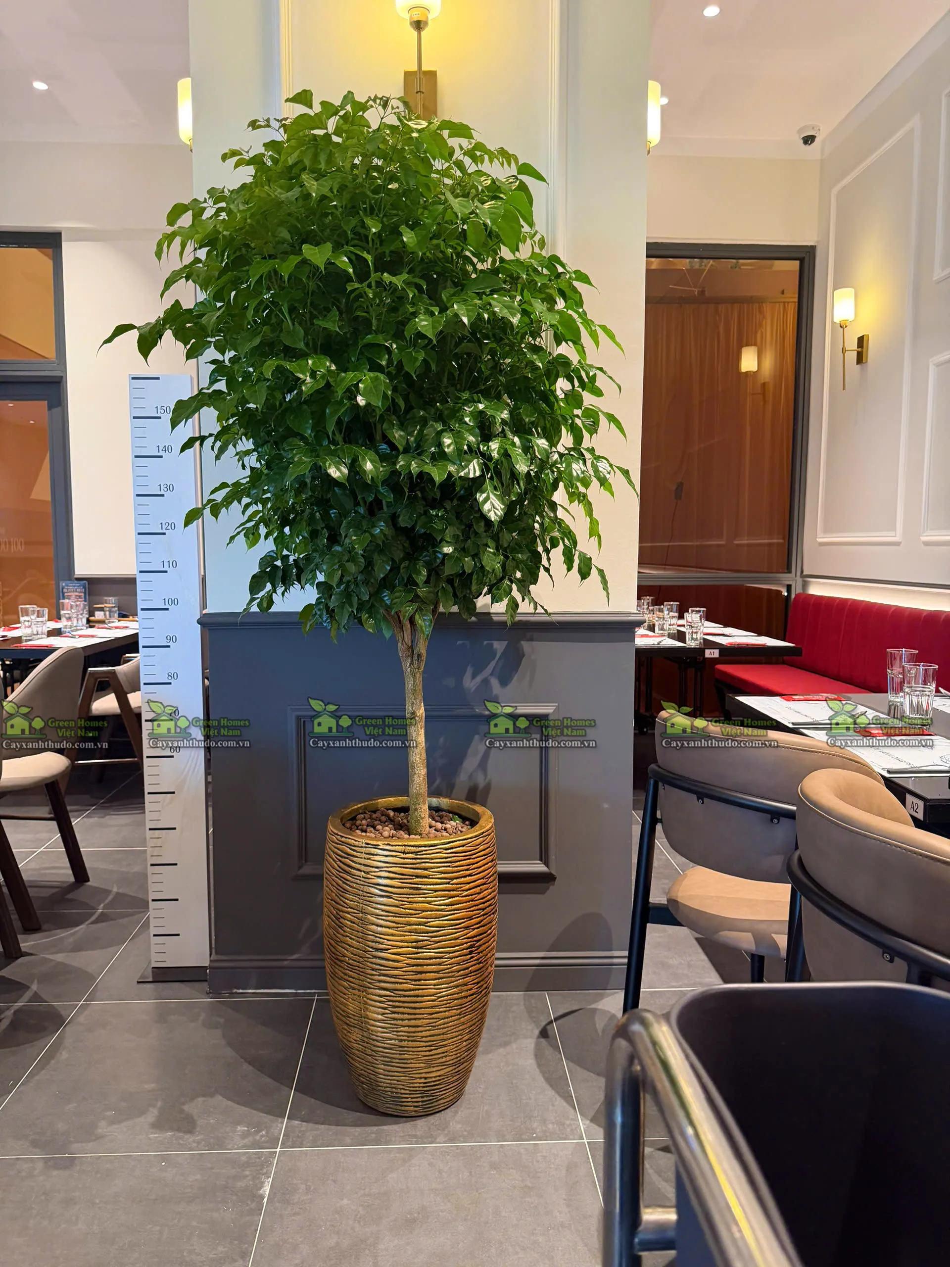 Green Homes cung cấp dịch vụ cho thuê cây cảnh văn phòng tại Hà Nội