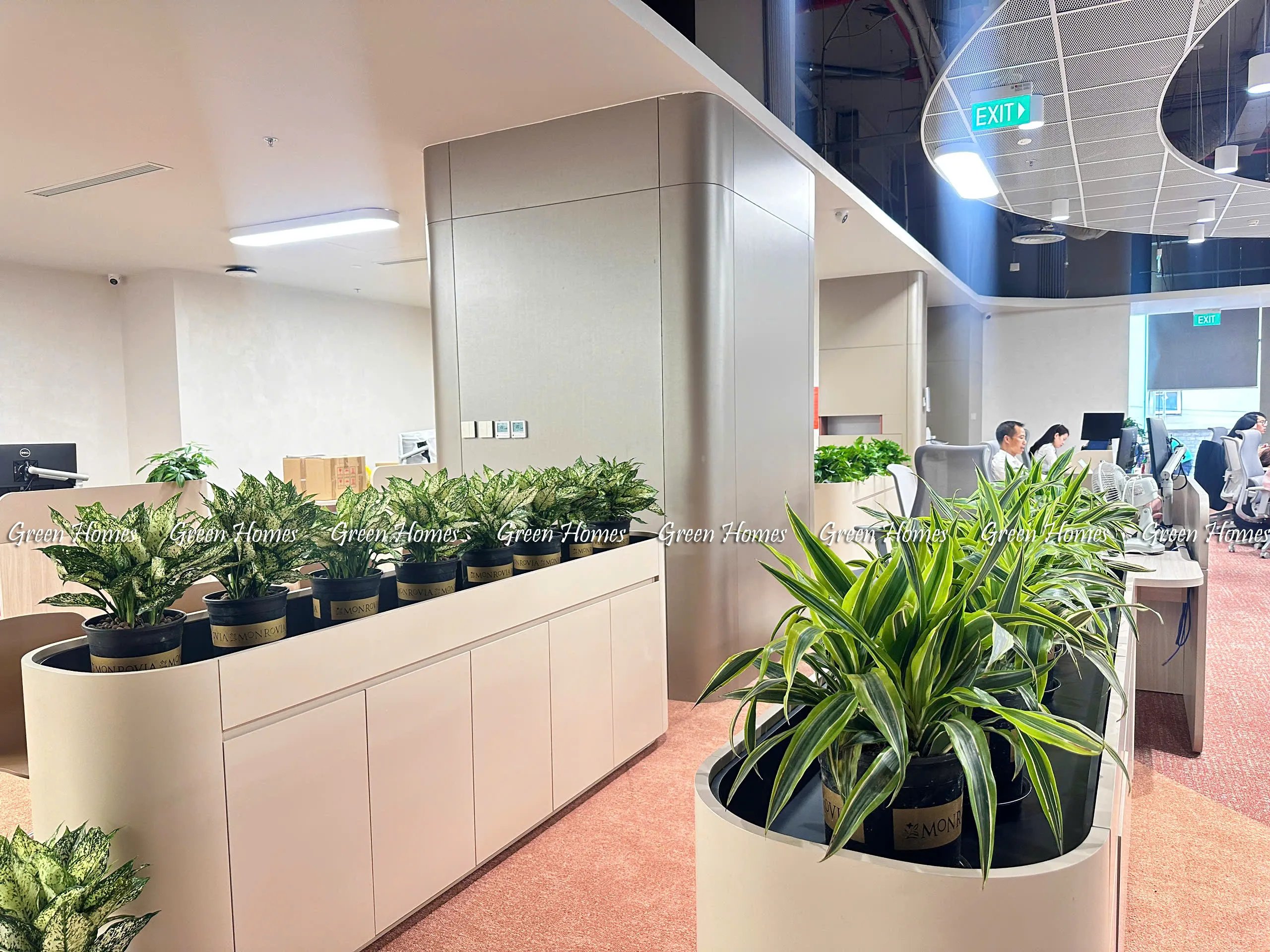 Cho thuê cây văn phòng tại Hà Nội _Green Homes