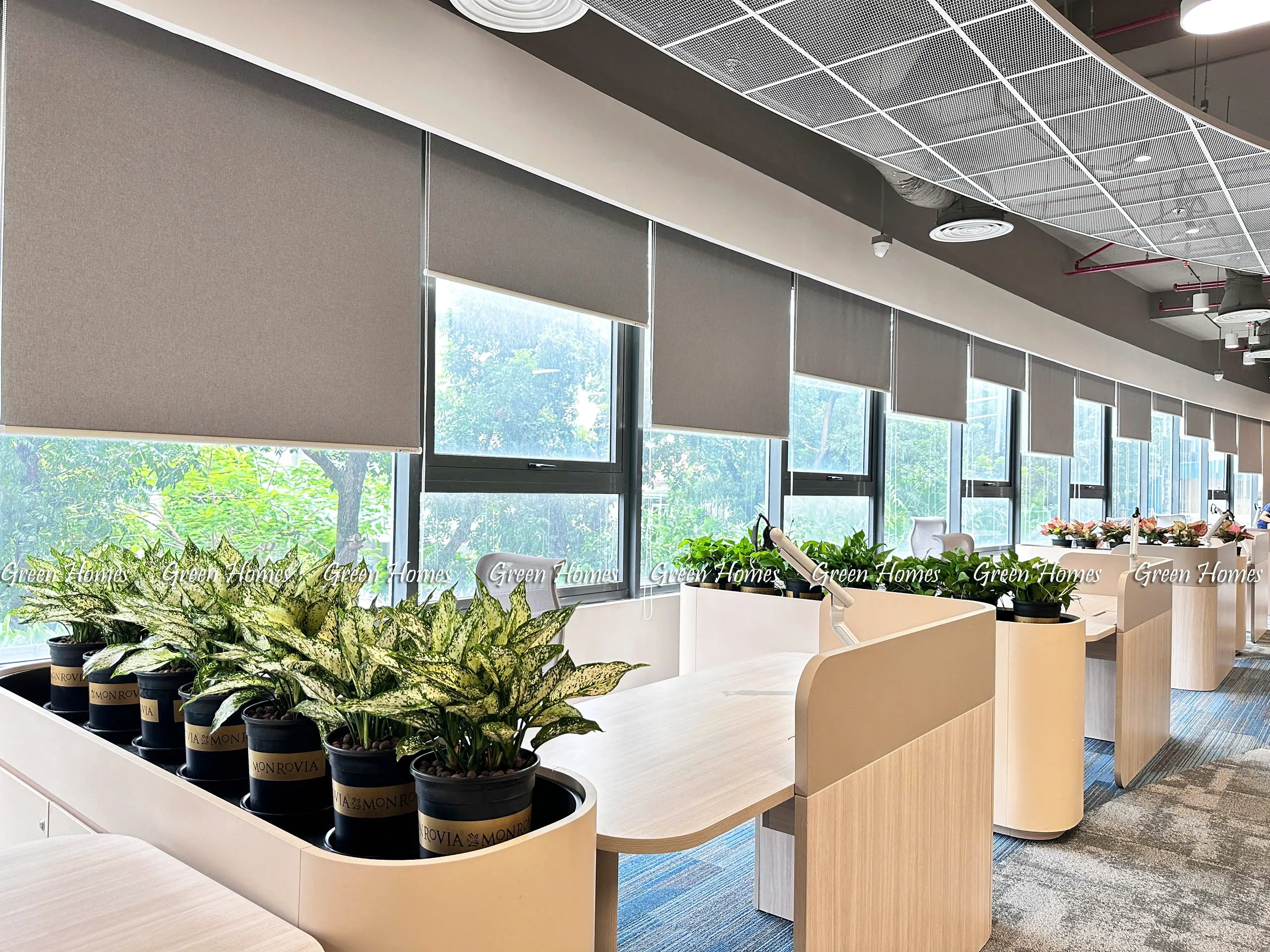 Cho thuê cây cảnh văn phòng tại Hà Nội _Green Homes