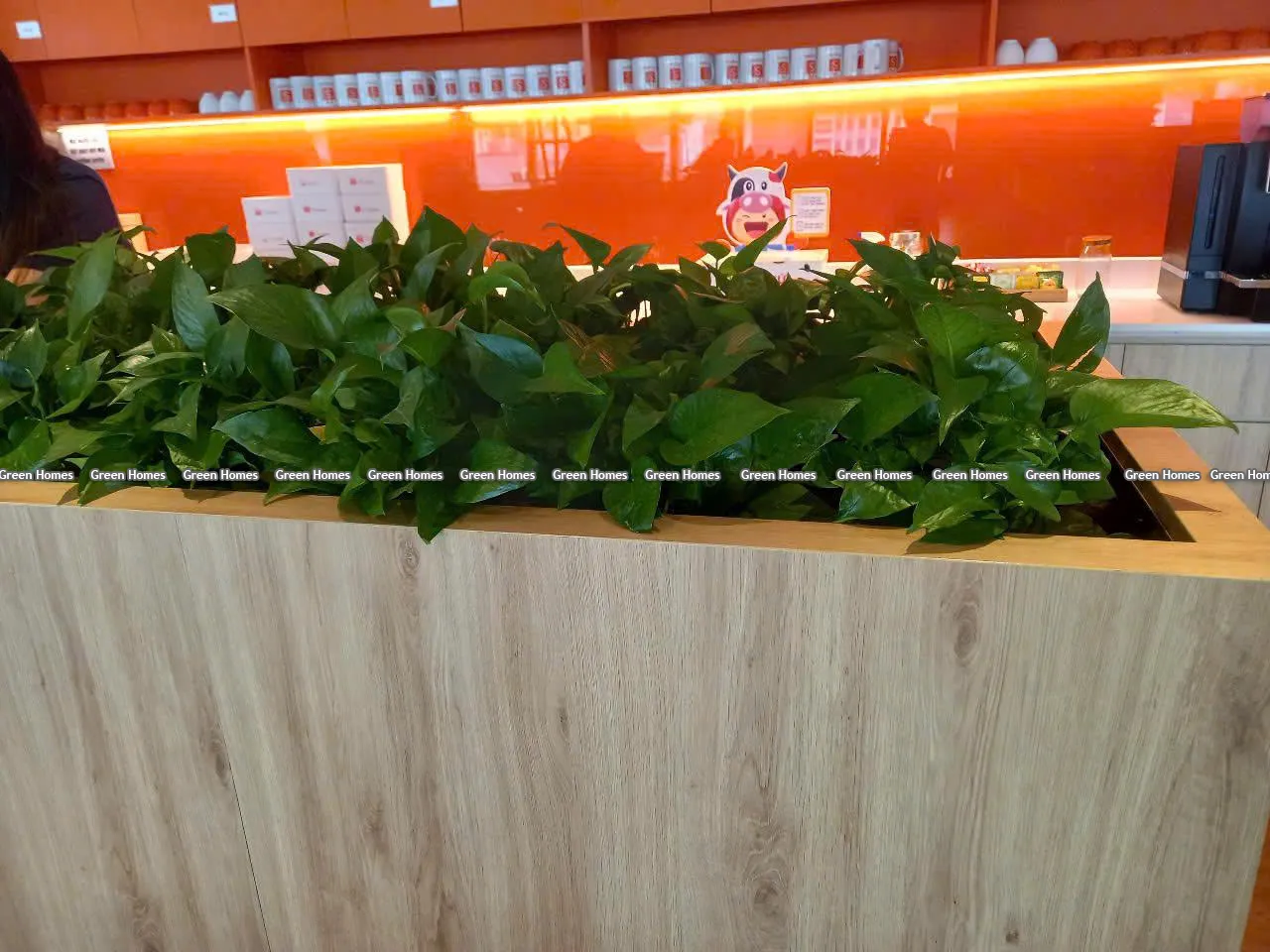 Cây vạn niên thanh bò _Green Homes