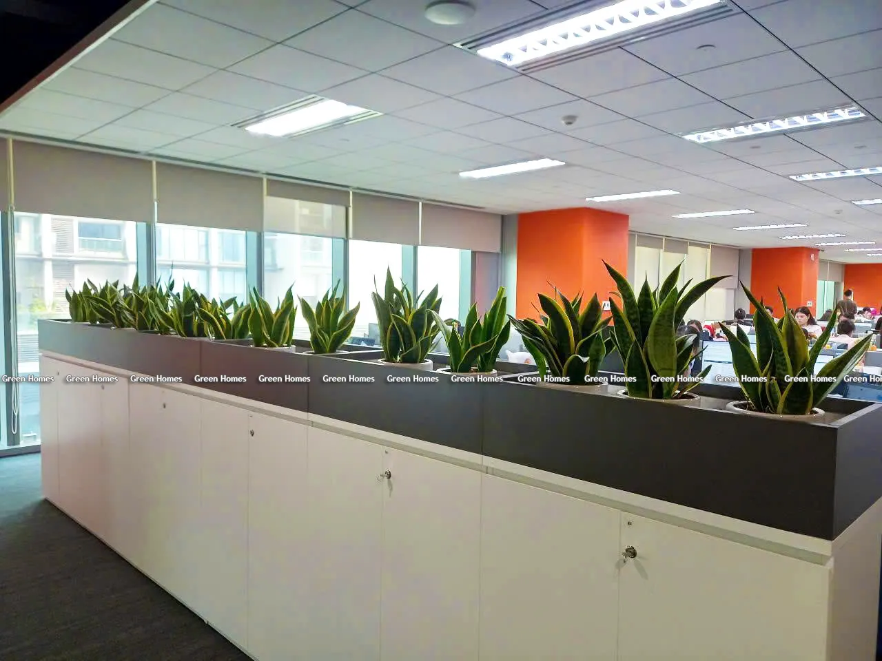 Cây Lưỡi Hổ để bàn _Green Homes