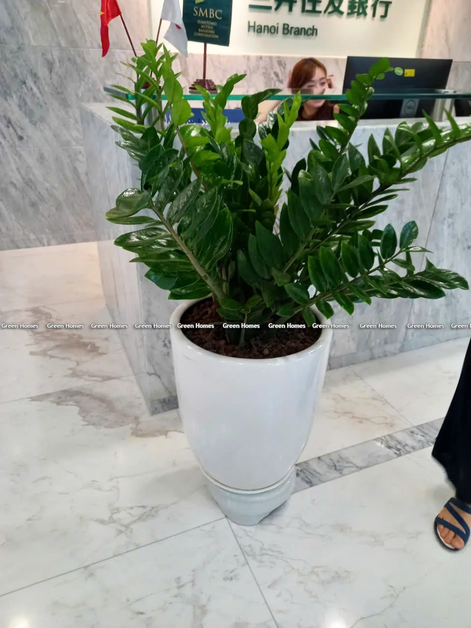Cho thuê cây cảnh Hà Nội _Green Homes