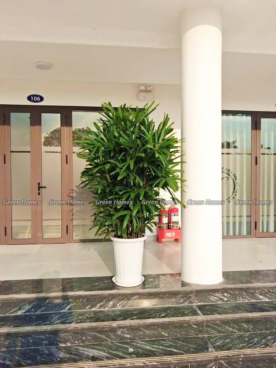 Cây trúc mây _ cây cảnh văn phòng Green Homes