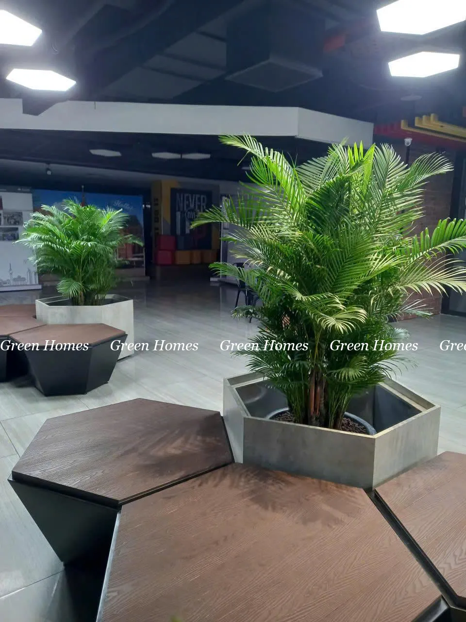 Green Homes trang trí cây cau cho khách thuê cây sự kiện tại Hà Nội