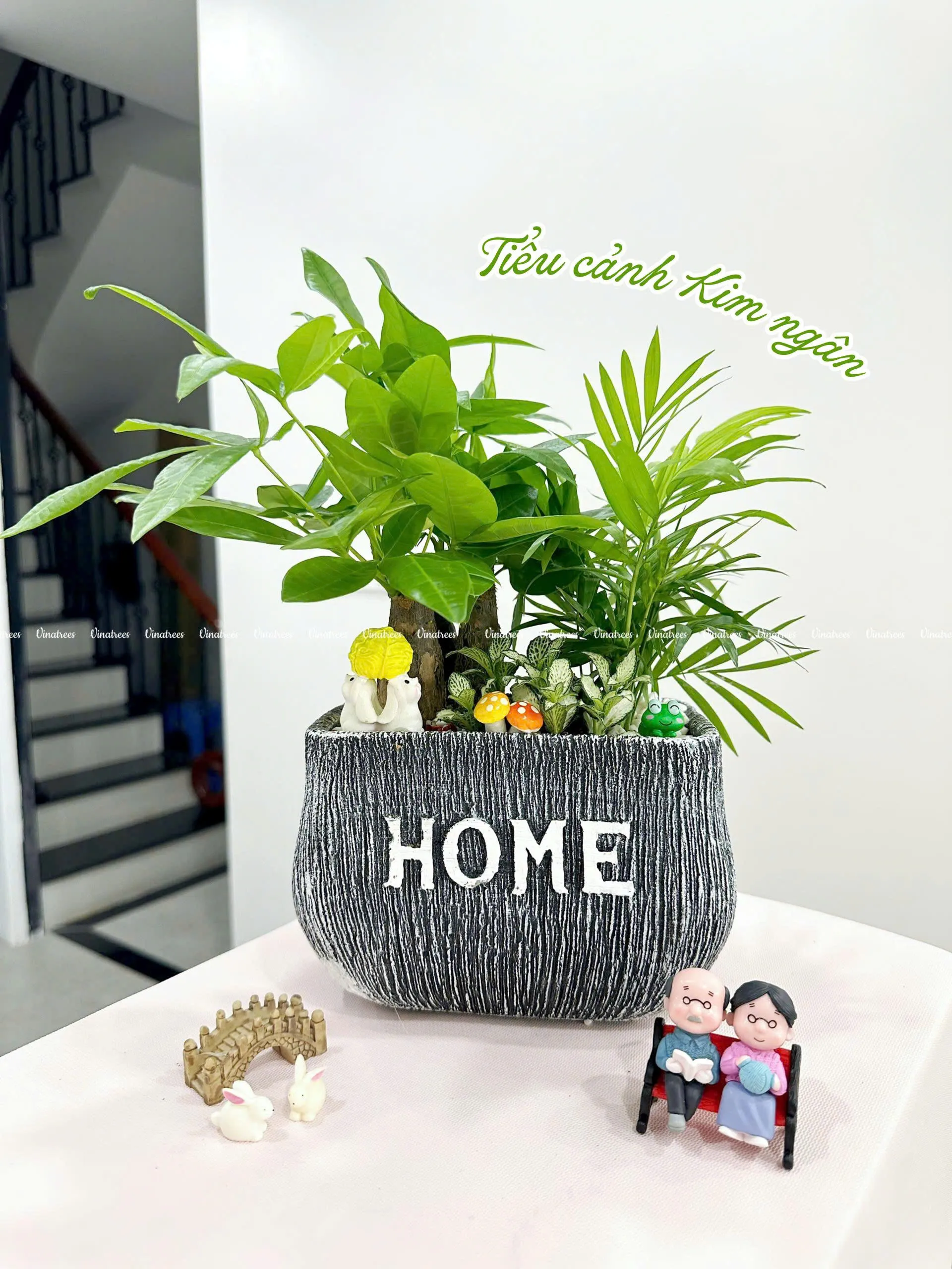 Cây tiểu cảnh kim ngân để bàn làm việc