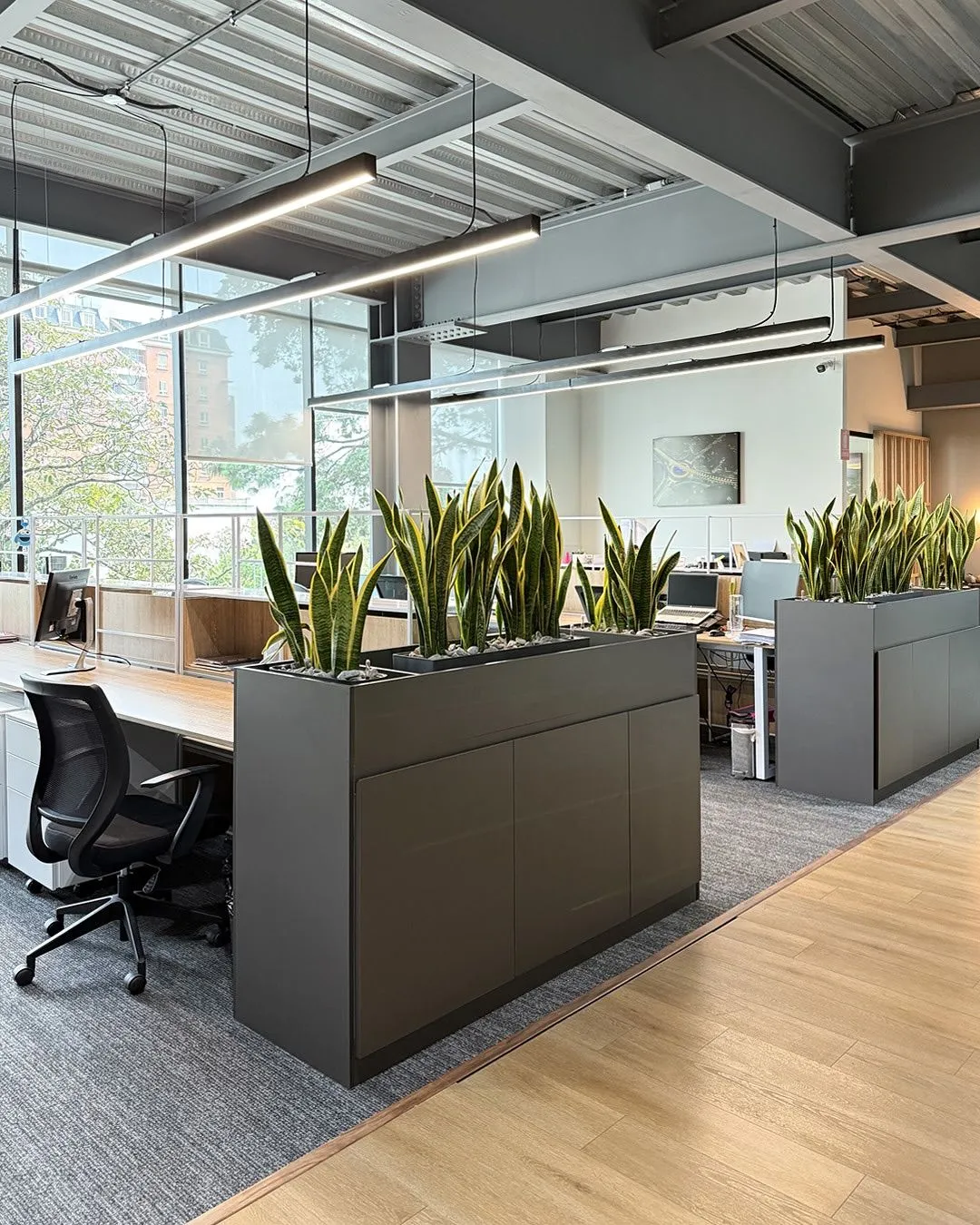 Cây Lưỡi Hổ_ Cây Đặt Bàn Green Homes