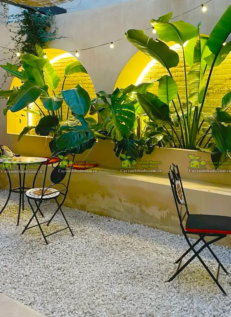 Cây xanh văn phòng Hà Nội _Green Homes