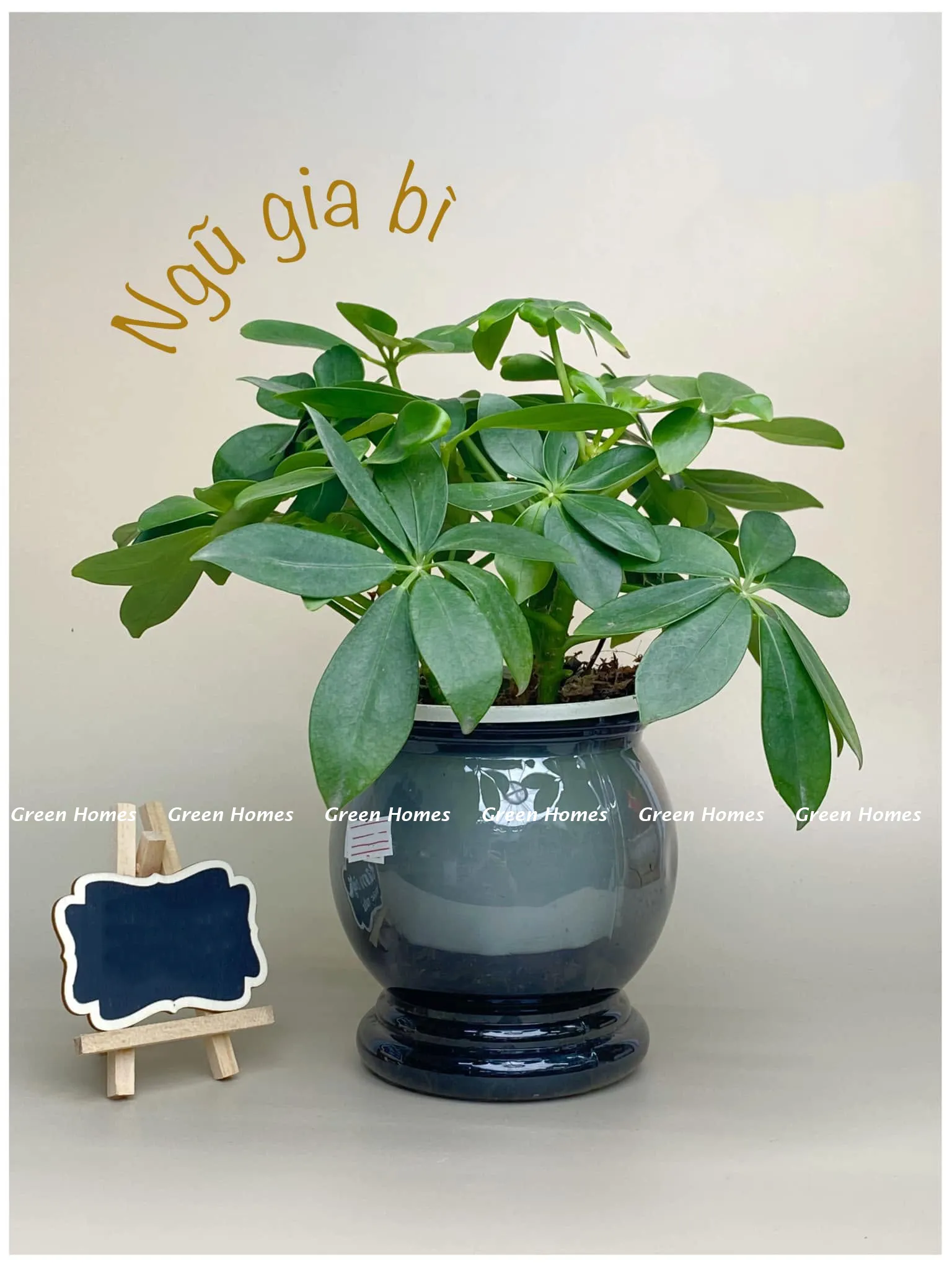 Cây Ngũ Gia Bì thủy sinh