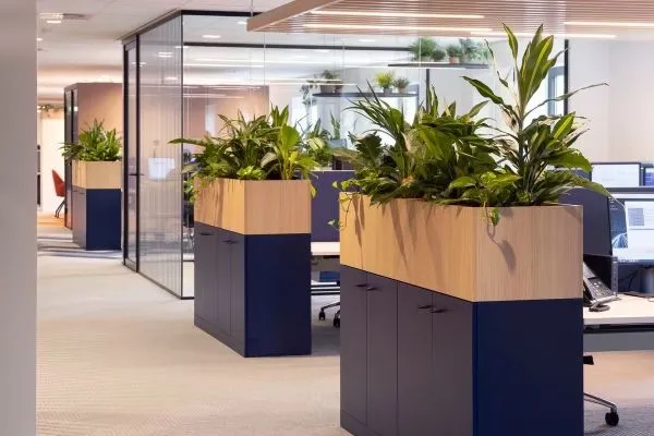 Dịch vụ cho thuê cây xanh văn phòng tại Hà Nội _ Green Homes
