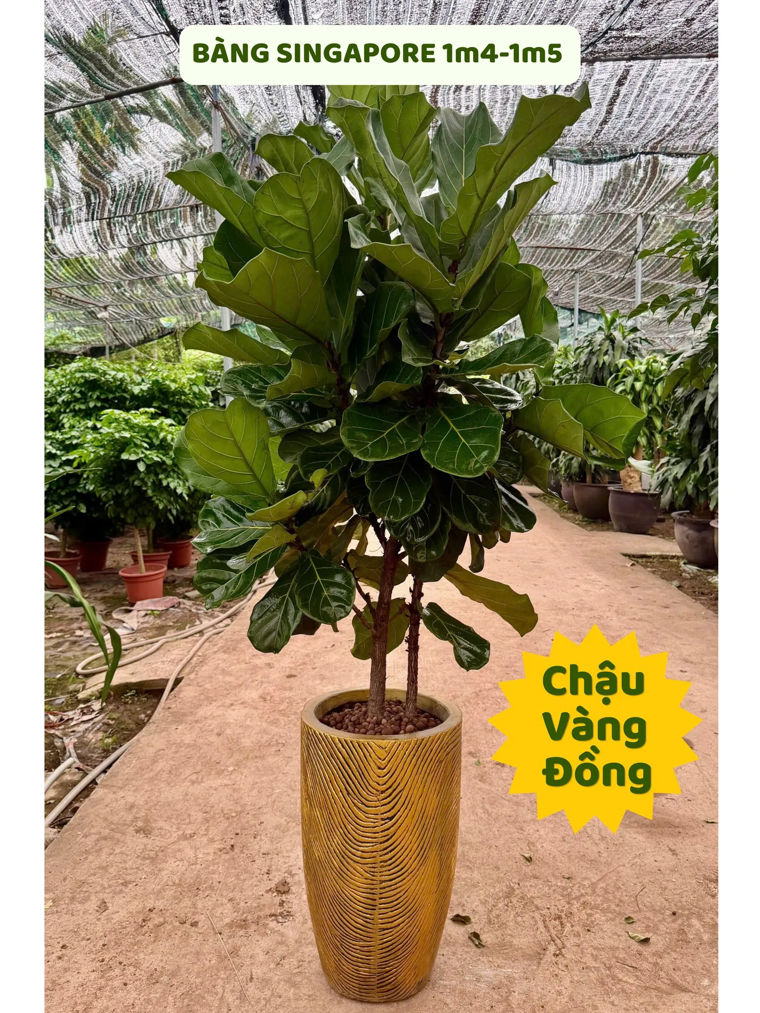  Cây bàng singapore