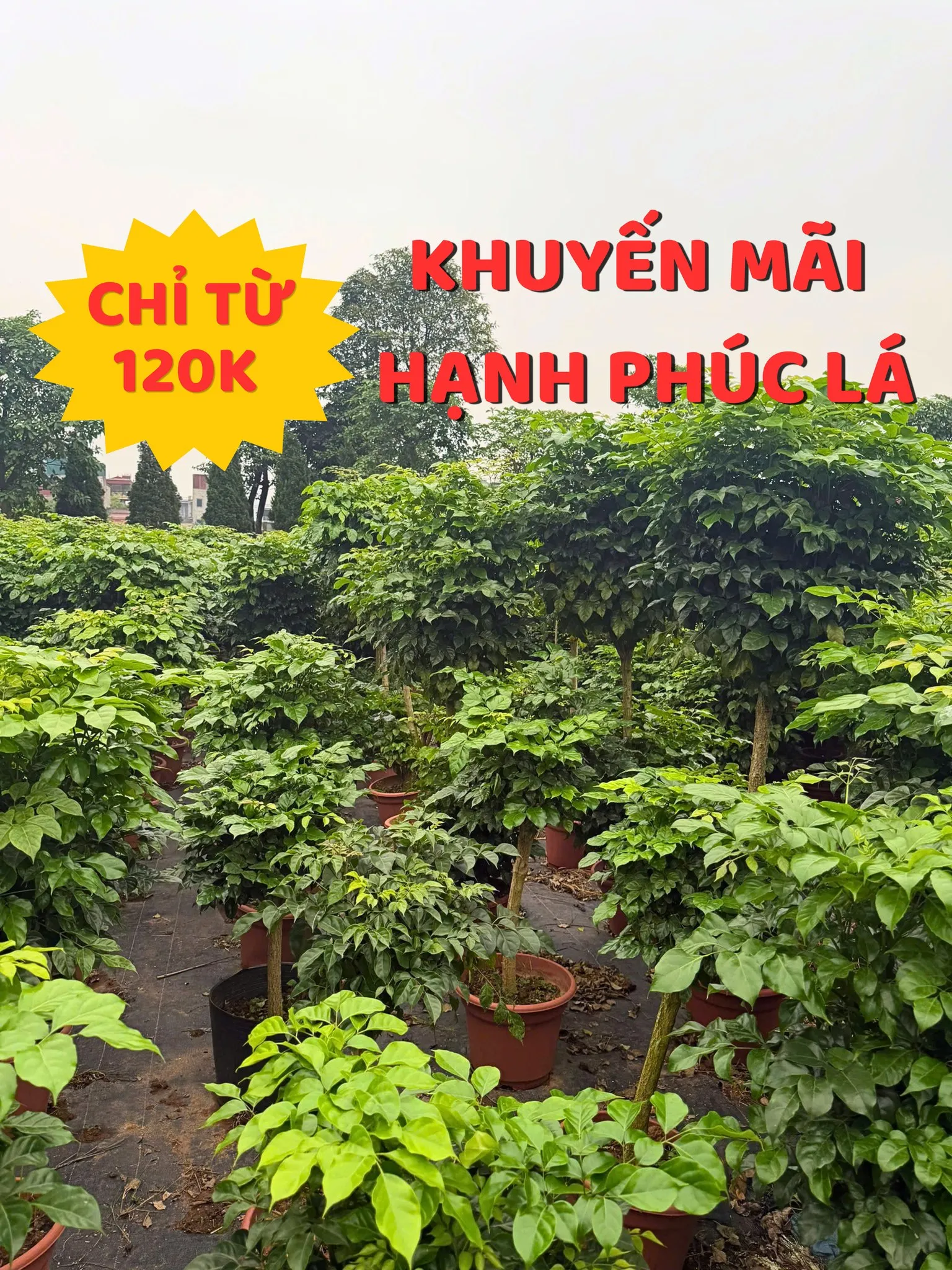Cây Hạnh Phúc _Green Homes
