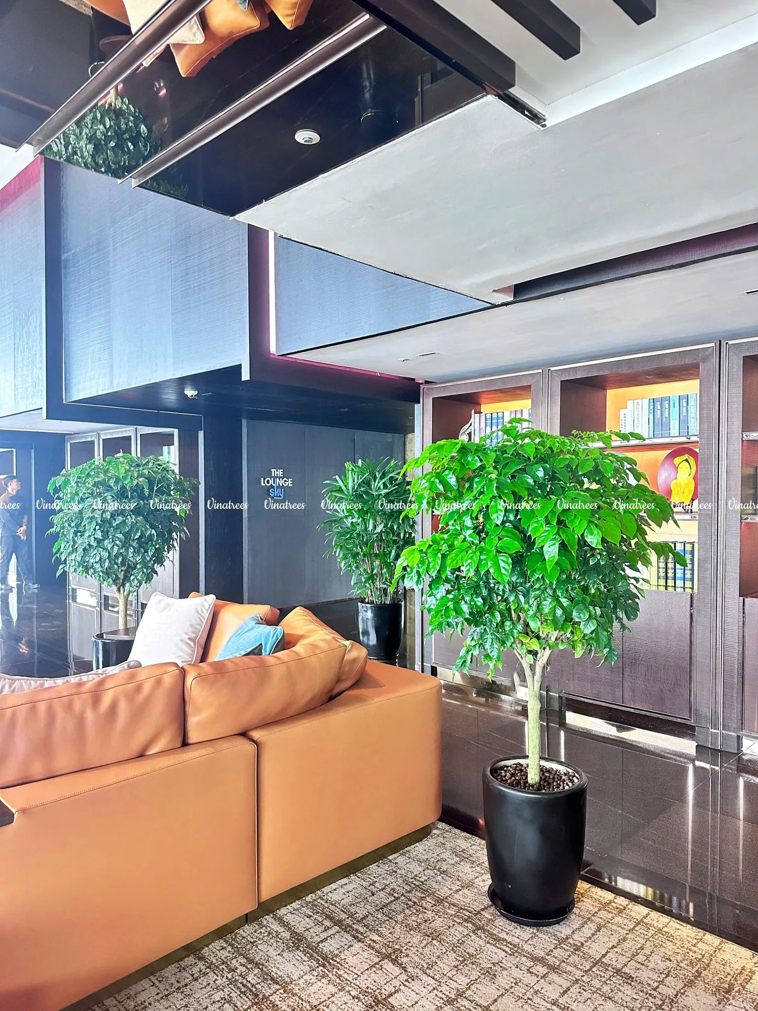 Cho thuê cây cảnh văn phòng tại Hà Nội _Green Homes