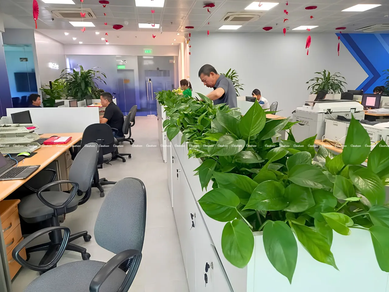 Nhân viên Green Homes chăm sóc cây văn phòng định kỳ
