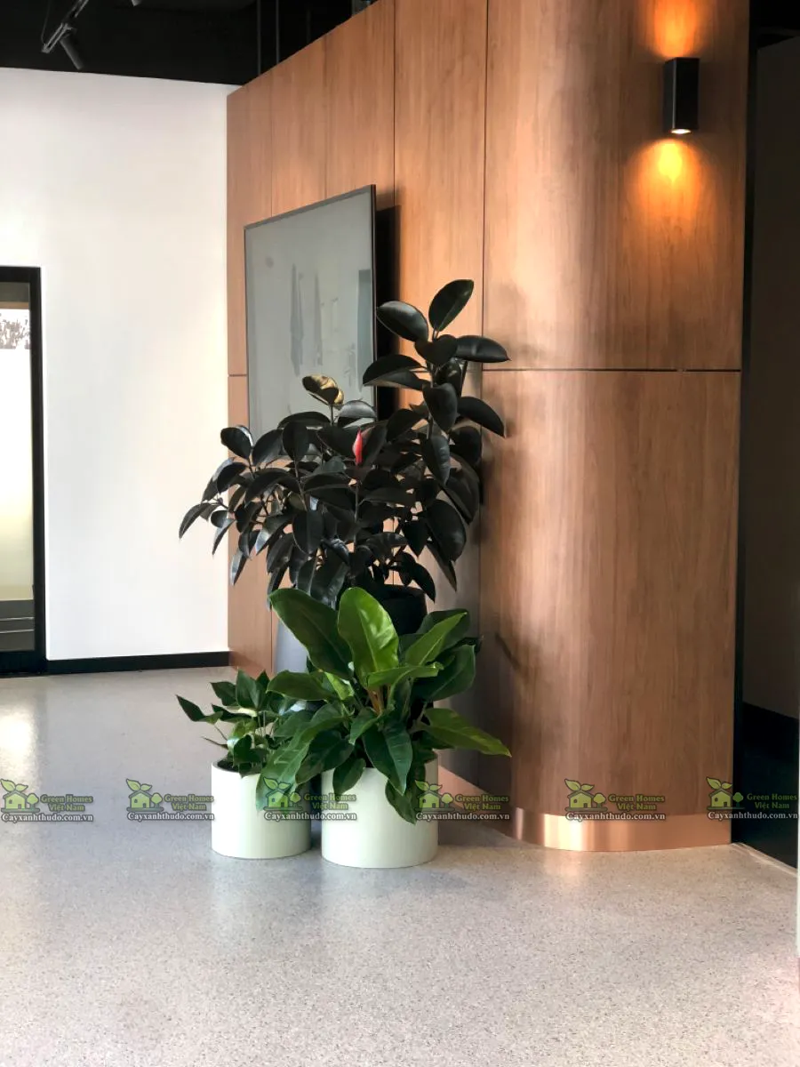 thuê cây xanh văn phòng _Green Homes
