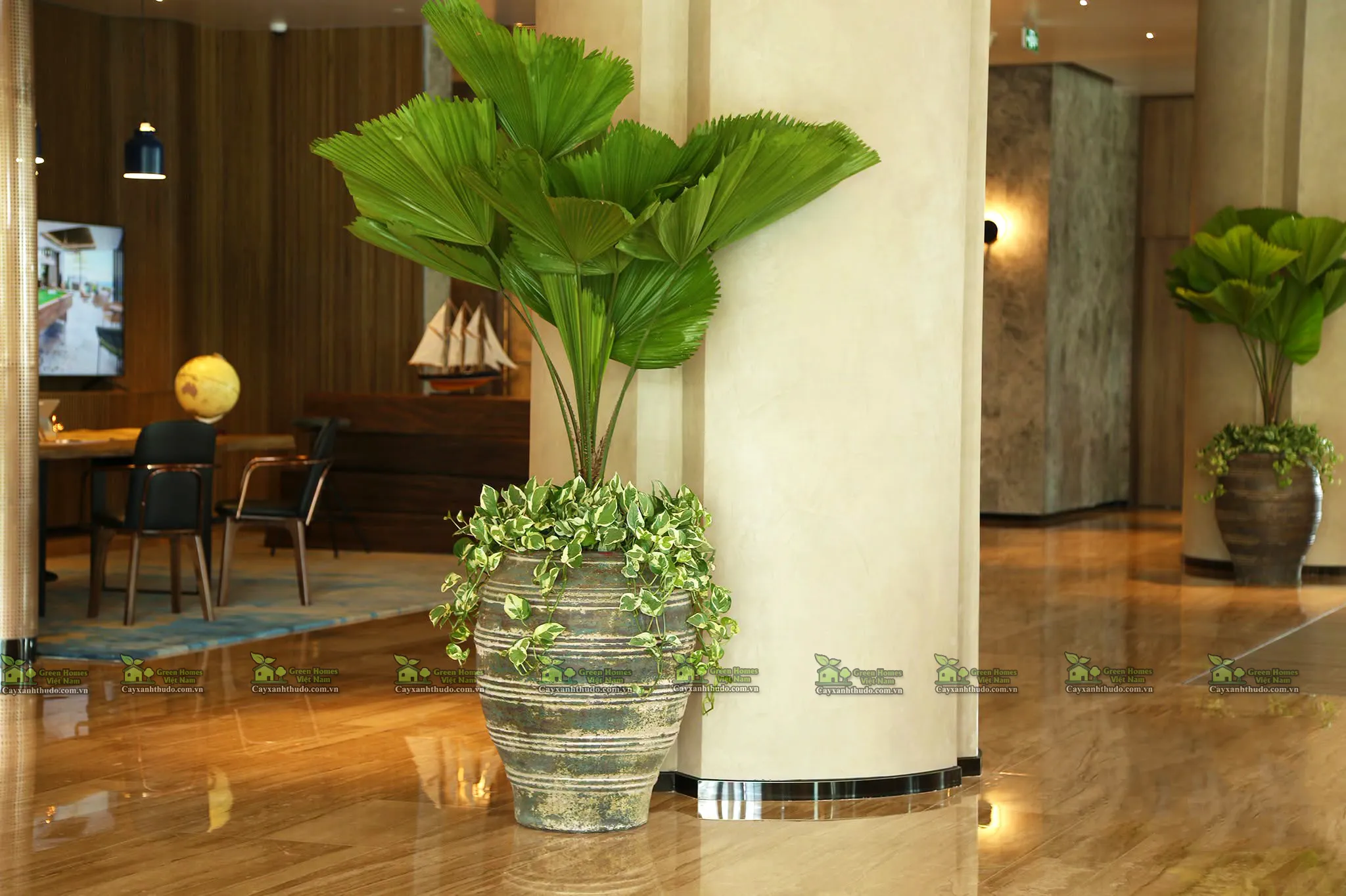 Green Homes cung cấp dịch vụ cho thuê cây cảnh văn phòng tại Hà Nội