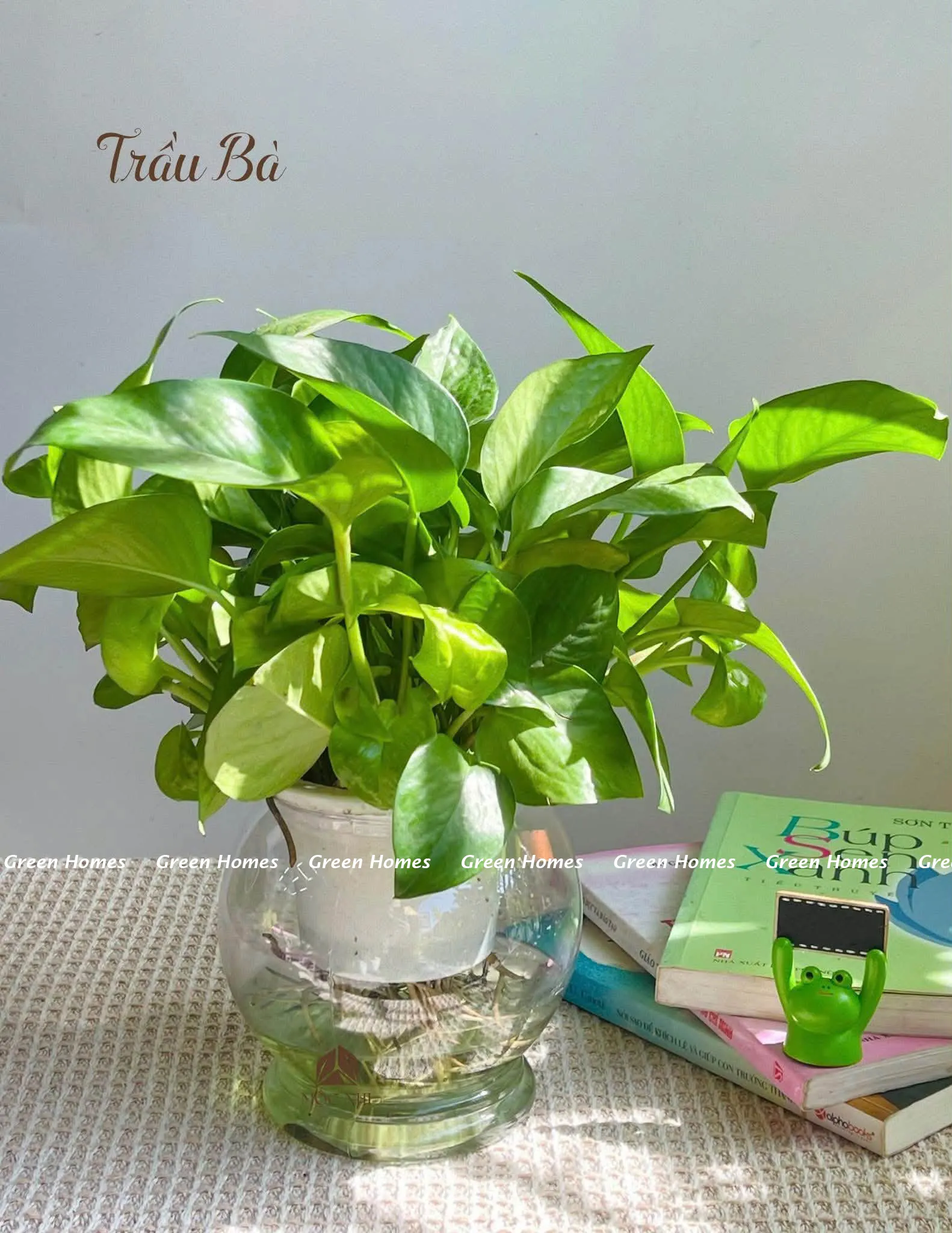 Cây Trầu Bà hay còn gọi là cây vạn niên thanh bò thủy sinh