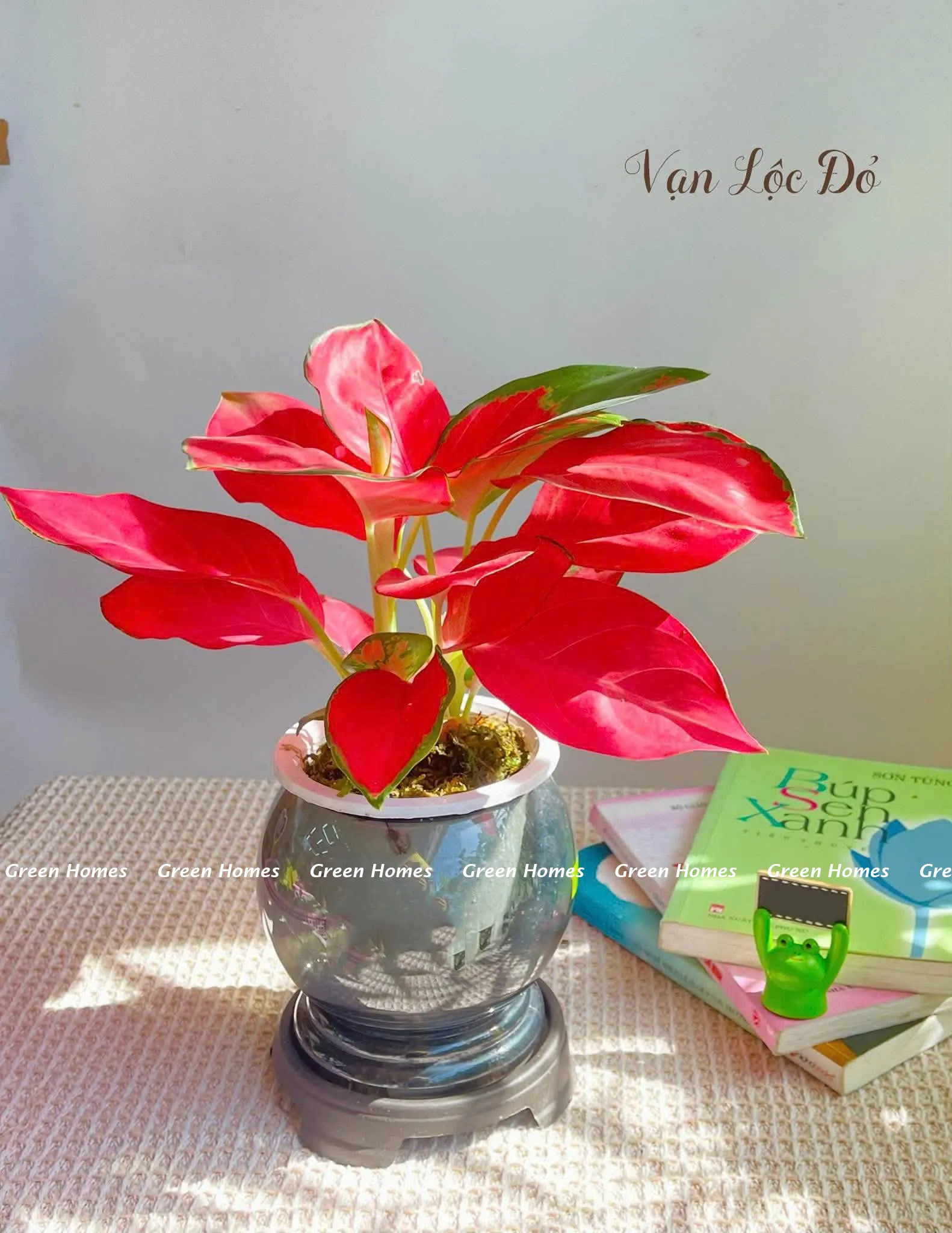 Cây vạn lộc đỏ thủy sinh
