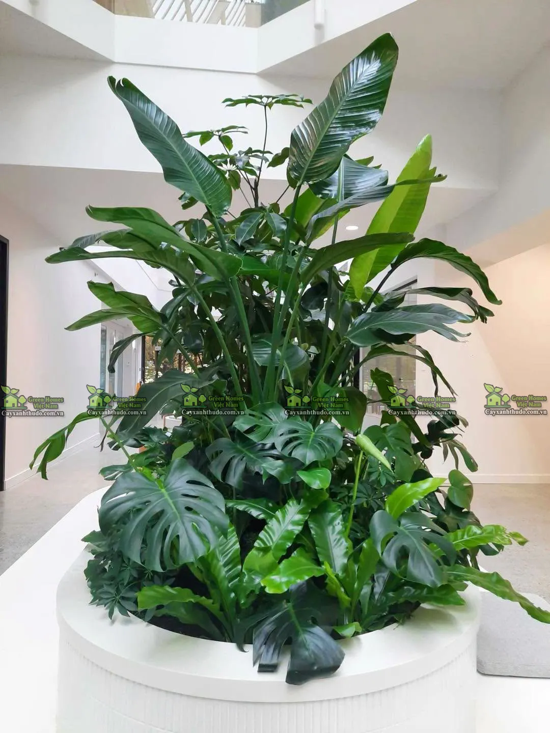 Green Homes cung cấp dịch vụ cho thuê cây cảnh sự kiện tại Hà Nội