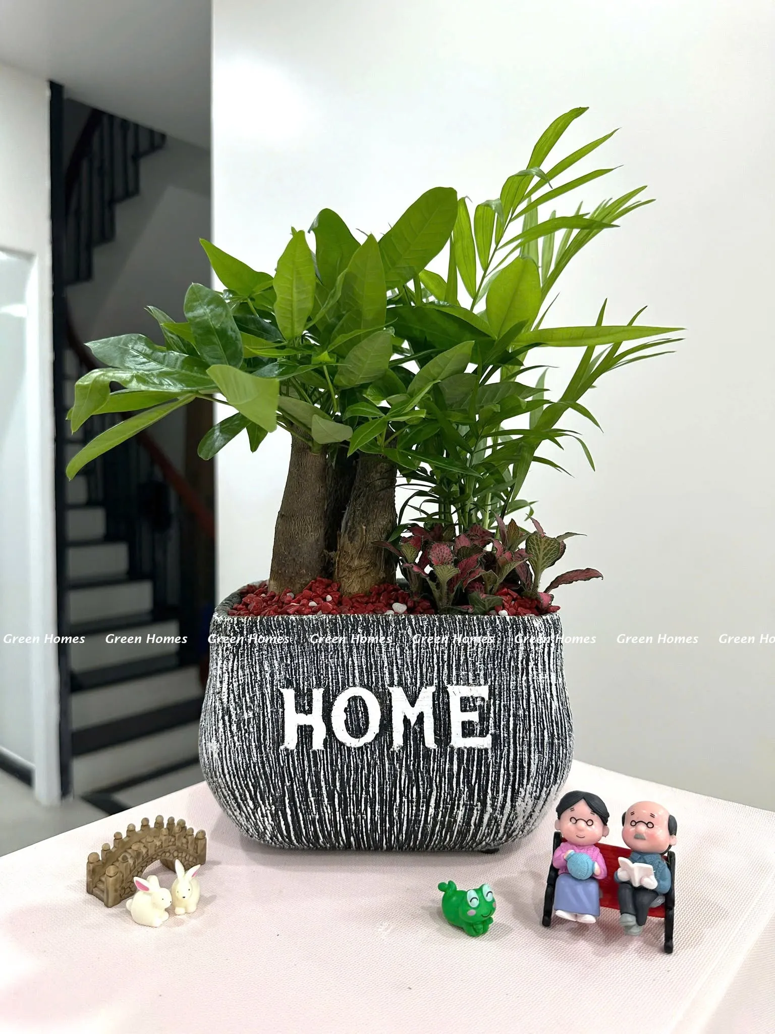  Cây tiểu cảnh kim ngân để bàn