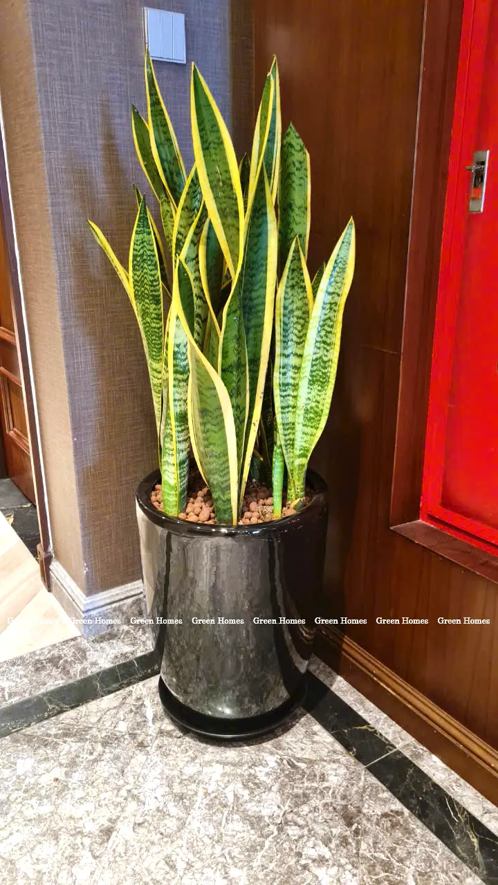 Cây lưỡi hổ đặt sàn _ Cây xanh văn phòng Green Homes