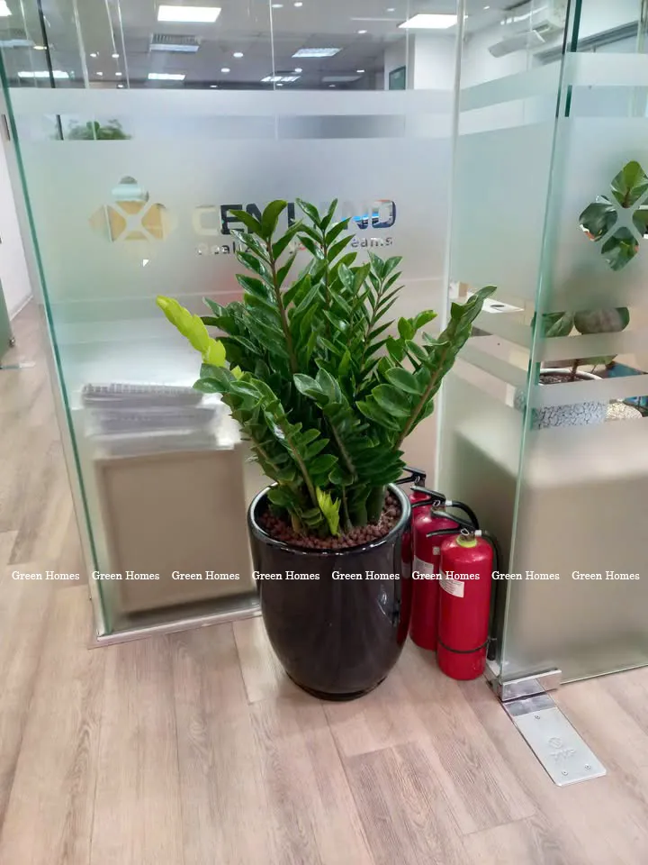 Cây kim tiền _ Cây cảnh văn phòng Green Homes