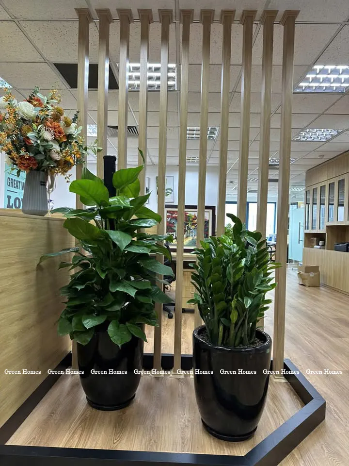 Cây kim tiền đặt sàn _ Cây cảnh văn phòng Green Homes