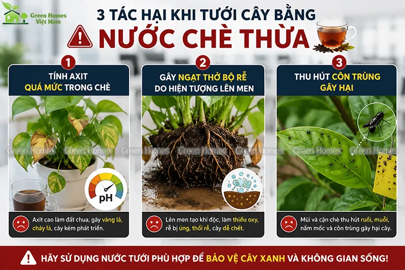3 Tác hại khi tưới cây bằng nước chè thừa _Green Homes