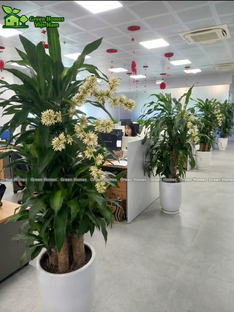 Dịch vụ cho thuê cây cảnh văn phòng tại Hà Nội _Green Homes