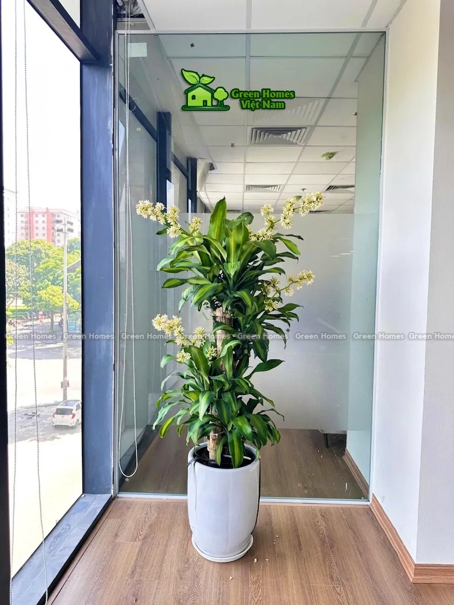 Cách chăm sóc cây Thiết Mộc Lan khi ra hoa
