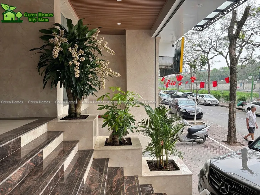 Green Homes cung cấp dịch vụ cho thuê cây cảnh sự kiện tại Hà Nội