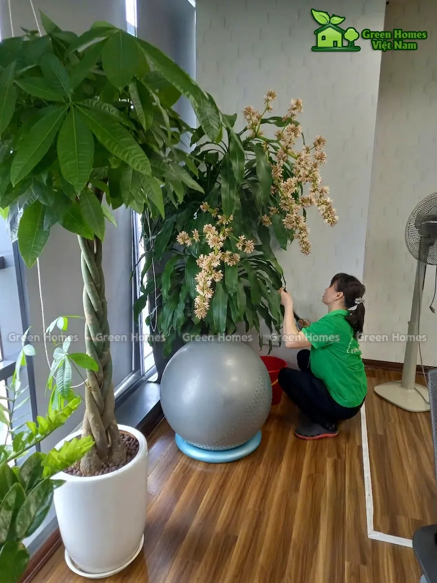 Nhân viên Green Homes đang chăm sóc cây Thiết Mộc Lan ra cho khách thuê cây cảnh