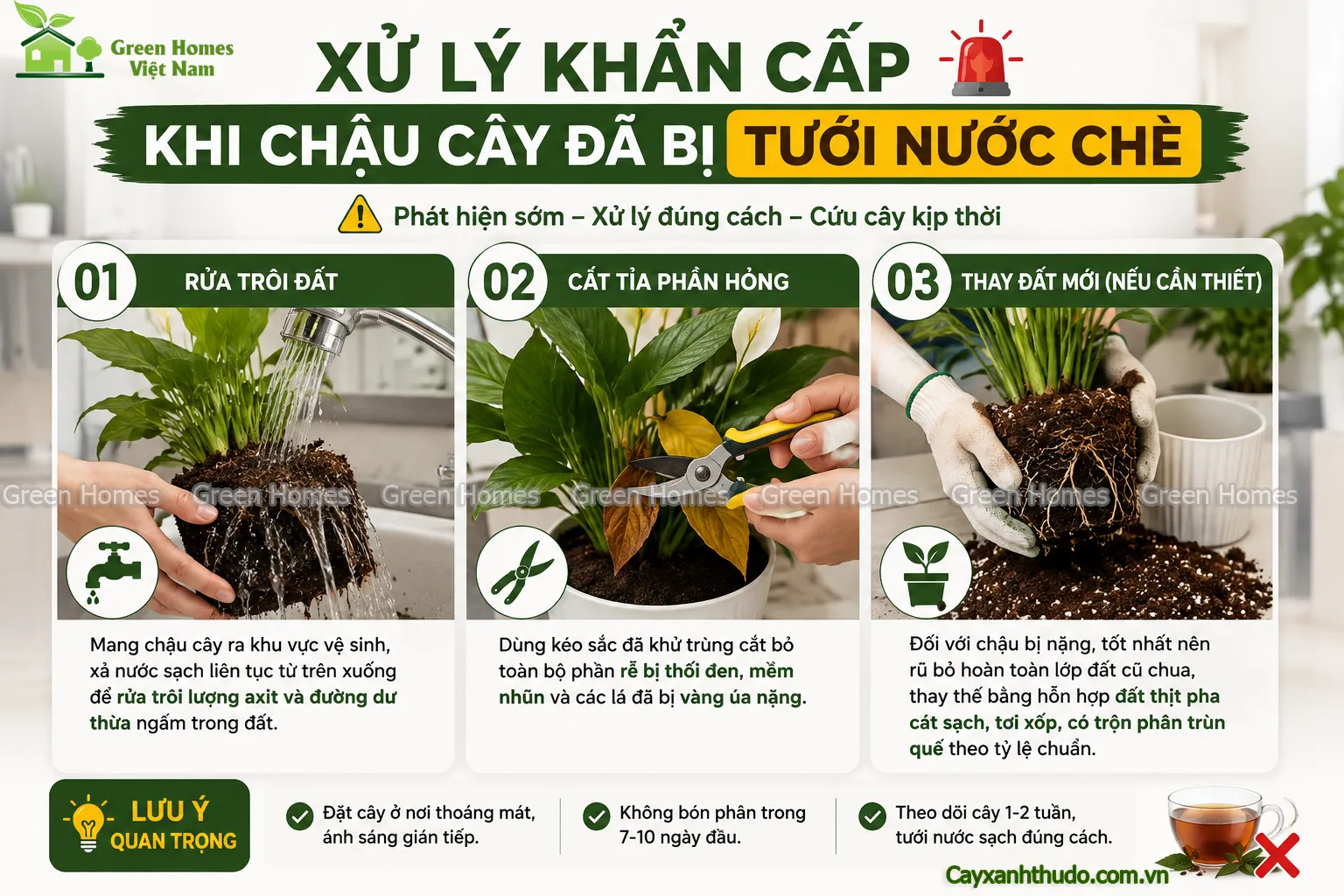Cách xử lý khẩn cấp khi chậu cây bị tưới nước chè _Green Homes