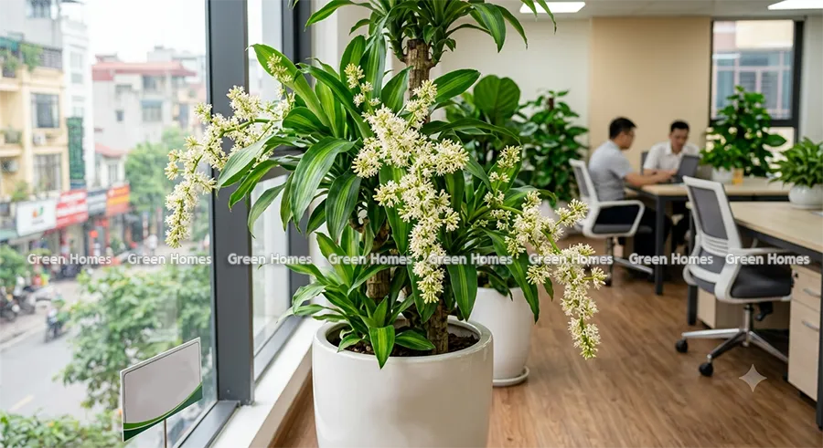 Cây Thiết Mộc Lan ra hoa tại văn phòng khách thuê cây cảnh của Green Homes